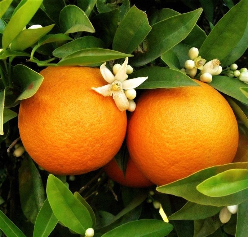 cette image est une mandarine qui est totalement mur . Et on peut voir également des fleur . elle sert a visualisée l'ensemble de la croissance de la mandarine .
