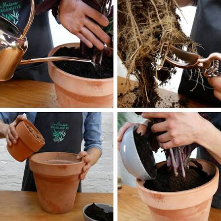 cette image  nous montre  comment arroser et entretenir les racines de la plante . Elle sert a  visualisée  comme i il faut  si  prendre  pour que notre plante pousse un bonne santé  